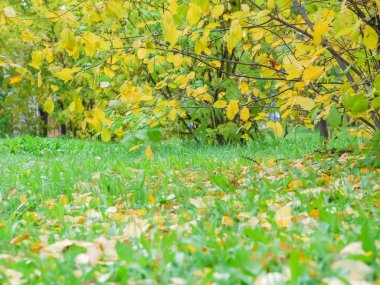 Renkli sonbahar yapraklarının arka planı orman zeminine düştü..