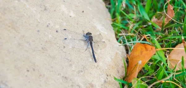 Close Dragonfly Landing Stone — Stock Photo, Image
