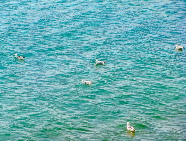 High Angle View Birds Floating Blue Sea Background — Stock Photo, Image