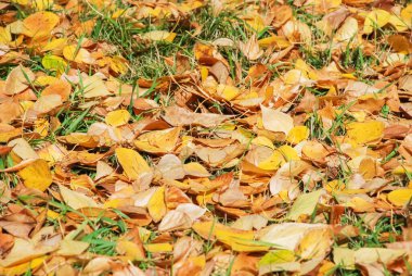 Renkli sonbahar yapraklarının arka planı orman zeminine düştü..