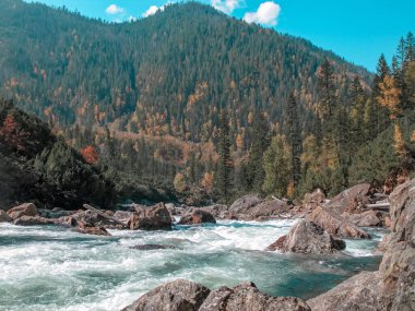 Hızlı bir dağ deresi. Su, dağ taşları tarafından yıkanır. Sonbahar ormanındaki nehir.,