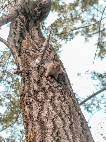 Tronco Árvore Que Esquilo Senta — Fotografia de Stock