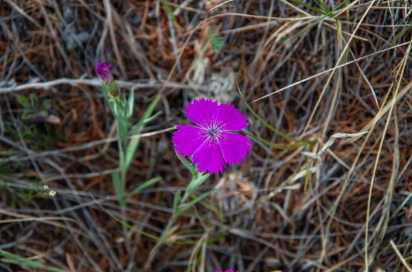 Flor Púrpura Hierba — Foto de Stock