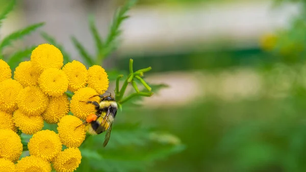 Sarı Çiçekli Yaban Arısı Arı Gibi Meşgul — Stok fotoğraf