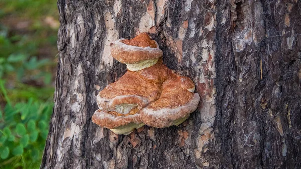 Cogumelos Crescem Tronco Árvore Floresta — Fotografia de Stock