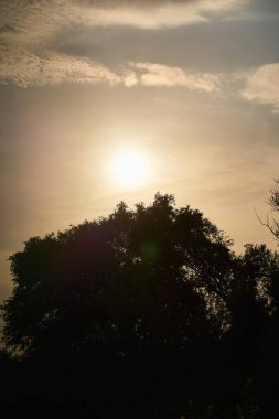 Güzel bir akşam günbatımının dikey fotoğrafı turuncu tonlarda güzel bir gökyüzü ve ön planda bir ağaç.