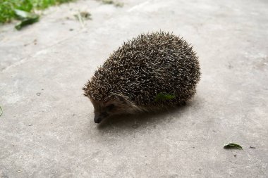 Beton gri bir korkulukta güzel şirin kirpi.