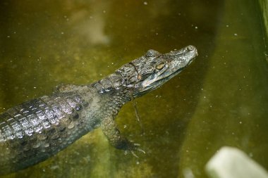 Hayvanat bahçesindeki yeşil timsah su kenarında yüzer.