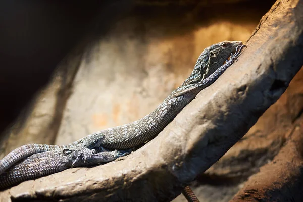 Hayvanat bahçesinin yakınındaki ağaç dalında yeşil iguana.