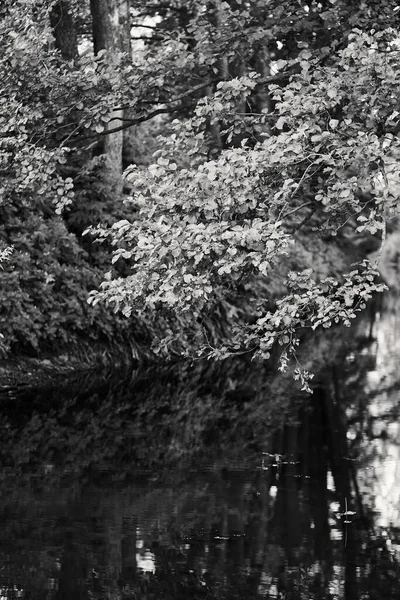 Pionowe Czarno Białe Zdjęcie Krajobrazu Rzeki Liści Drzew — Zdjęcie stockowe