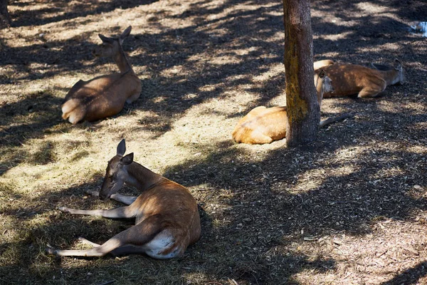 Cuatro Ciervos Zoológico Que Yacen Suelo Sombra Del Sol — Foto de Stock