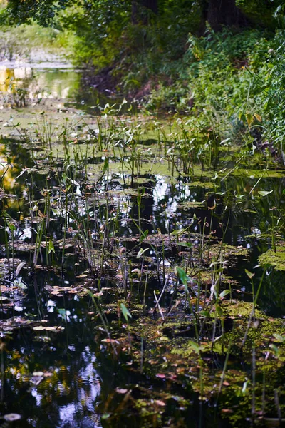 Vertikalt Foto Flod Med Vass Och Himmel Reflektion — Stockfoto