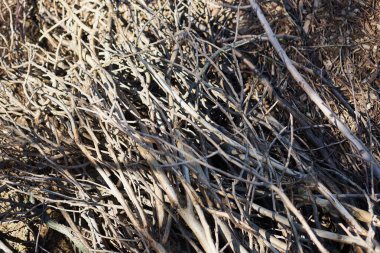 Ormanda güneşin altında kırık ağaç dalları.