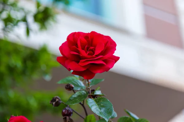 Red Rose Flower Bloom Background Blurry Red Roses Roses Garden — Stock Photo, Image