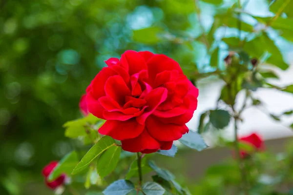 Red Rose Flower Bloom Background Blurry Red Roses Roses Garden — Stock Photo, Image