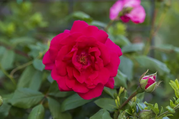 Red Rose Flower Bloom Background Blurry Red Roses Roses Garden — Stock Photo, Image