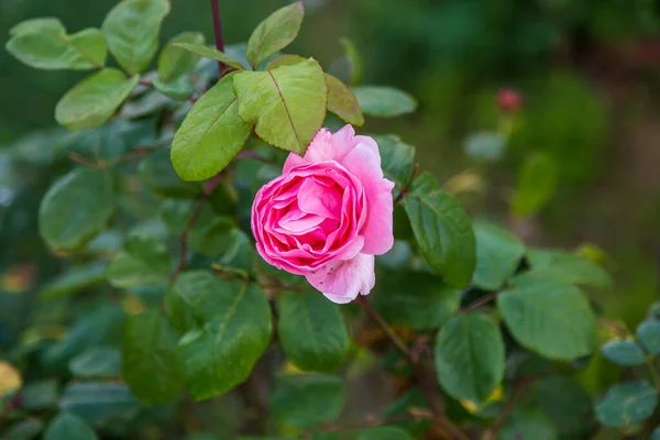 Red Rose Flower Bloom Background Blurry Red Roses Roses Garden — Stock Photo, Image