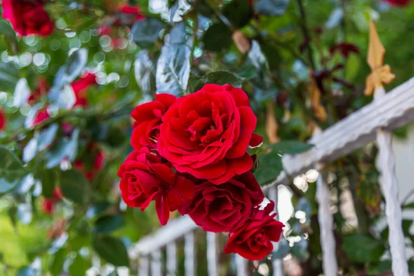 Rode Roos Bloem Bloei Een Achtergrond Van Wazige Rode Rozen — Stockfoto