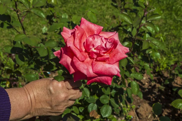 Flor Rosa Roja Sobre Fondo Rosas Rojas Borrosas Jardín Rosas — Foto de Stock