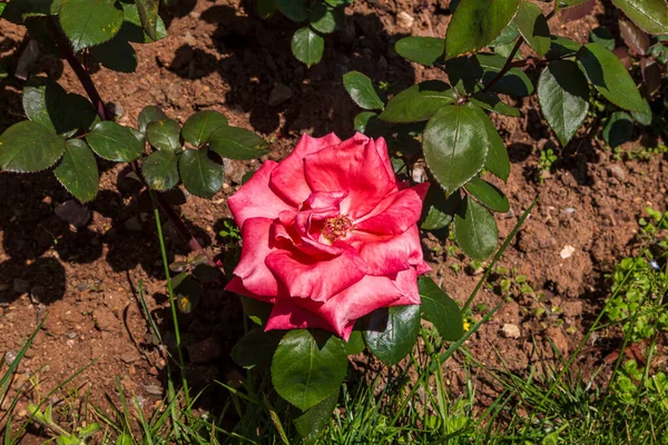 Red Rose Flower Bloom Background Blurry Red Roses Roses Garden — Stock Photo, Image