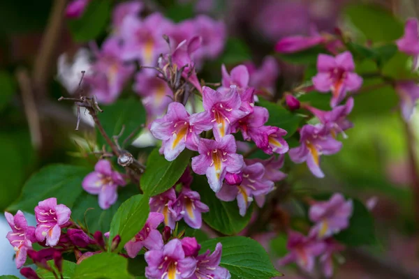 Printemps Les Cerisiers Sont Pleine Floraison Fleurs Cerisier Sur Fond — Photo