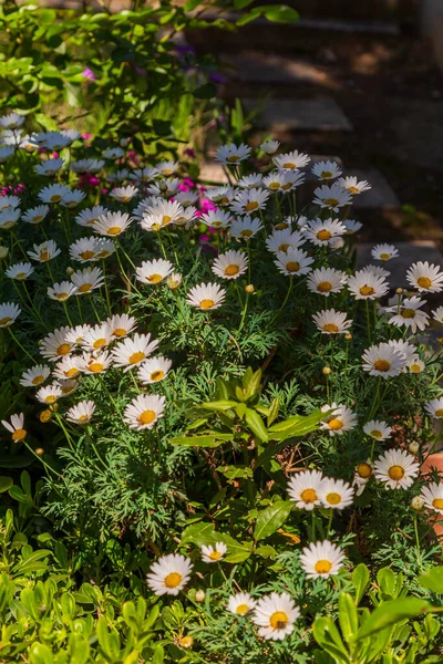 Flores Coloridas Mola Contra Fundo Borrado Primavera Árvore Florescente Com — Fotografia de Stock