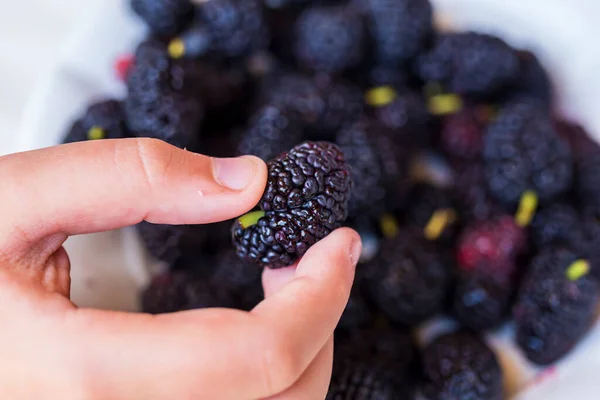 Boy Hand Holding Organic Dark Black Ripe Mulberries Morus Mulberry — Stockfoto