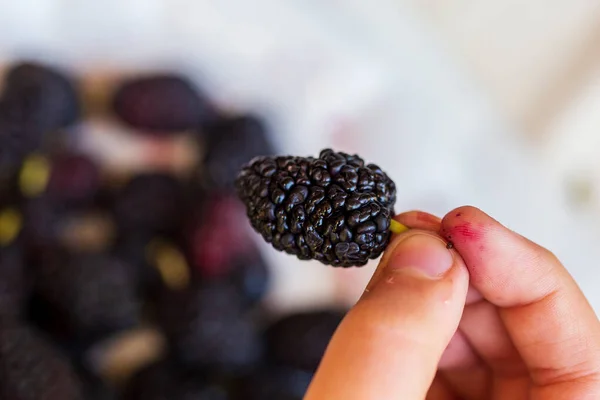 Boy Hand Holding Organic Dark Black Ripe Mulberries Morus Mulberry — Stockfoto