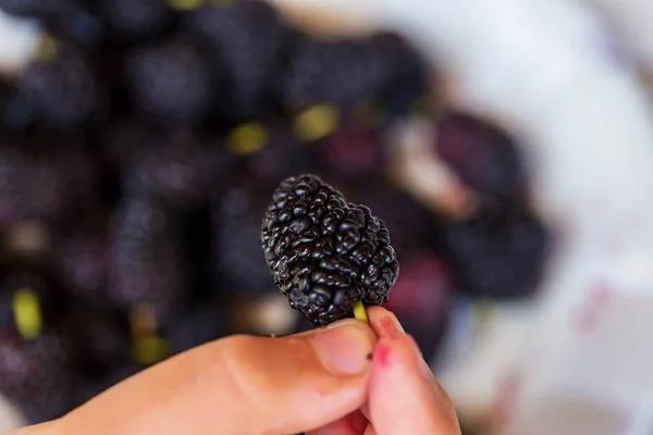Boy Hand Holding Organic Dark Black Ripe Mulberries Morus Mulberry — Stockfoto