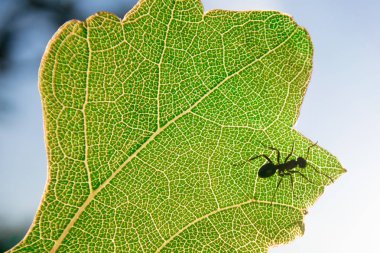 Yeşil yaprak üzerinde yürüme karınca (Formica rufa)