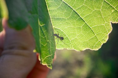 Yeşil yaprak üzerinde yürüme karınca (Formica rufa)