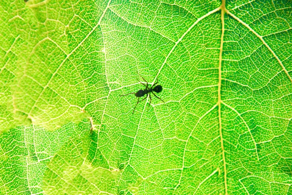 Formiga Formica Rufa Andando Uma Folha Verde — Fotografia de Stock
