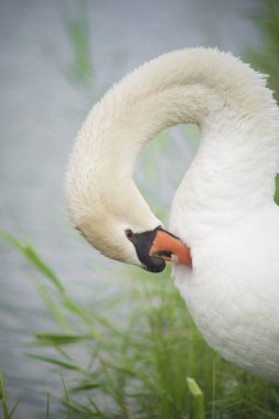 Güzel ve zarif Kuğu Gölü etrafında bizimkiler yaşar poz