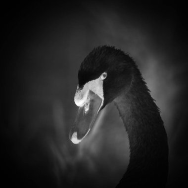 Güzel ve zarif Kuğu Gölü etrafında bizimkiler yaşar poz