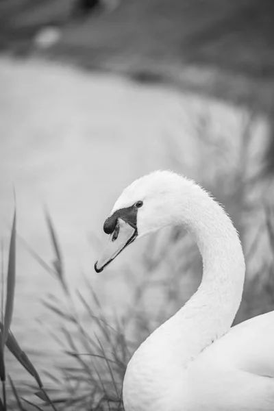 Belle Gracieuse Cygne Posant Sur Lac — Photo