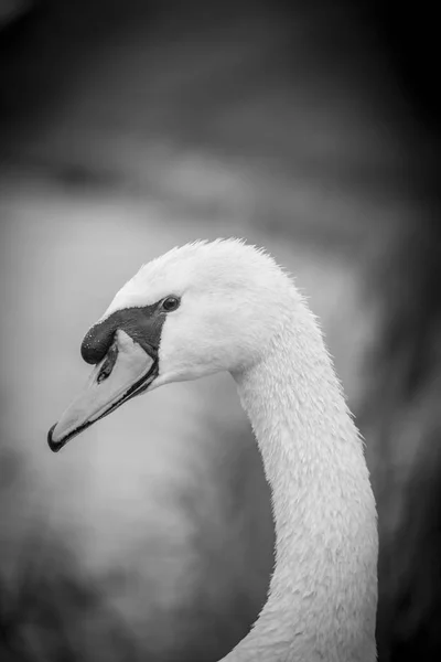 Beautiful Graceful Swan Posing Lake — Stock Photo, Image