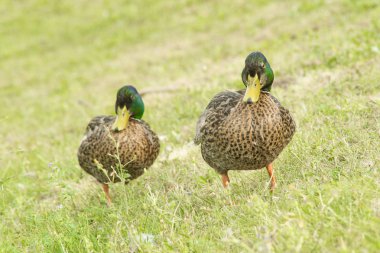 Kendi doğal ortamlarında güzel ördekler