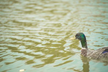 Kendi doğal ortamlarında güzel ördekler