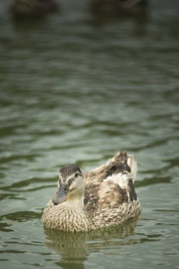Kendi doğal ortamlarında güzel ördekler