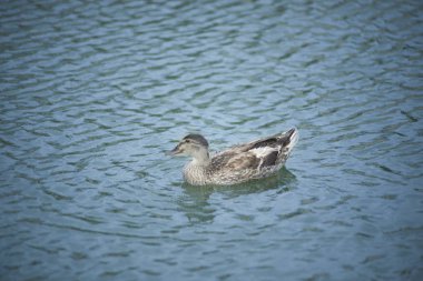 Kendi doğal ortamlarında güzel ördekler