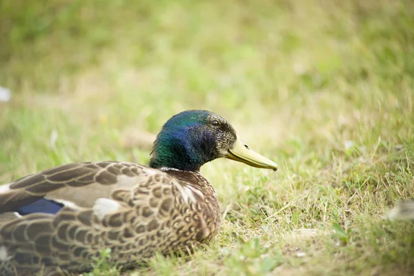 Beautiful Ducks Natural Environment — Stock Photo, Image