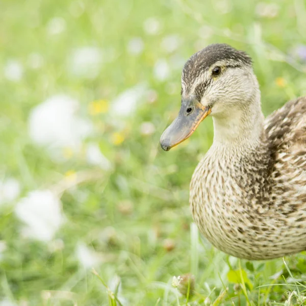 Beautiful Ducks Natural Environment — Stock Photo, Image