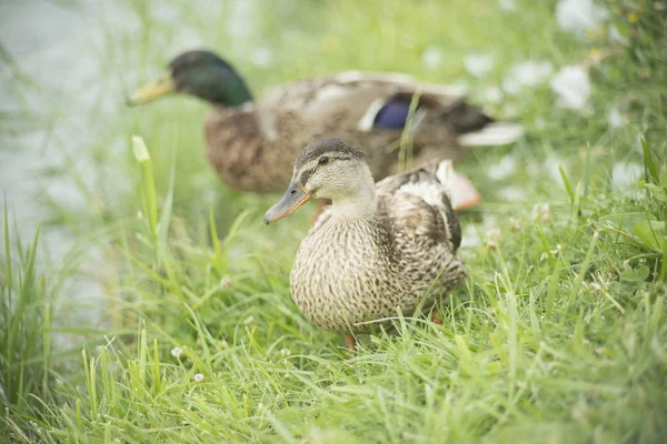 Beautiful Ducks Natural Environment — Stock Photo, Image