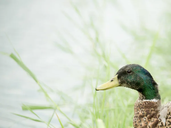 Beautiful Ducks Natural Environment — Stock Photo, Image