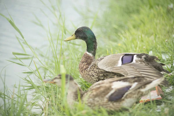 Beautiful Ducks Natural Environment — Stock Photo, Image