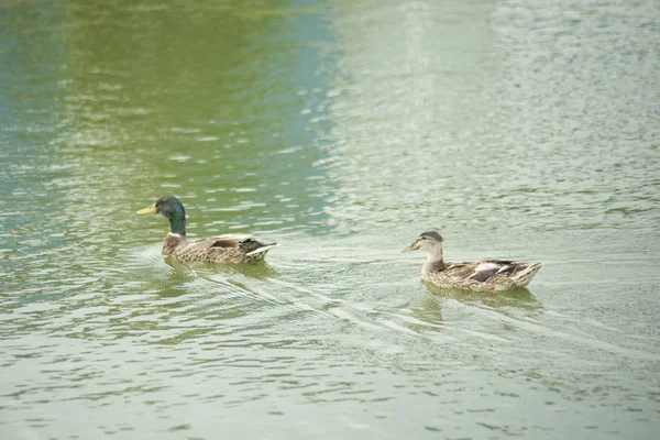 Beautiful Ducks Natural Environment — Stock Photo, Image