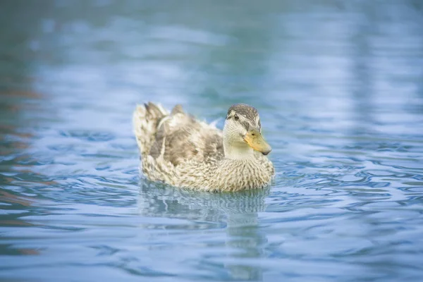 Belos Patos Seu Ambiente Natural — Fotografia de Stock