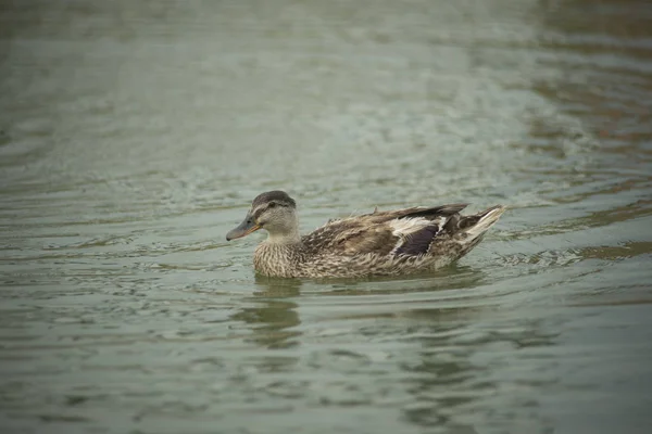 Beautiful Ducks Natural Environment — Stock Photo, Image