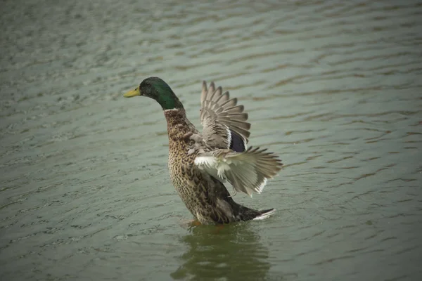 Beautiful Ducks Natural Environment — Stock Photo, Image