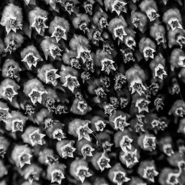 Makro modunda yapılan soyut ve funky arka plan